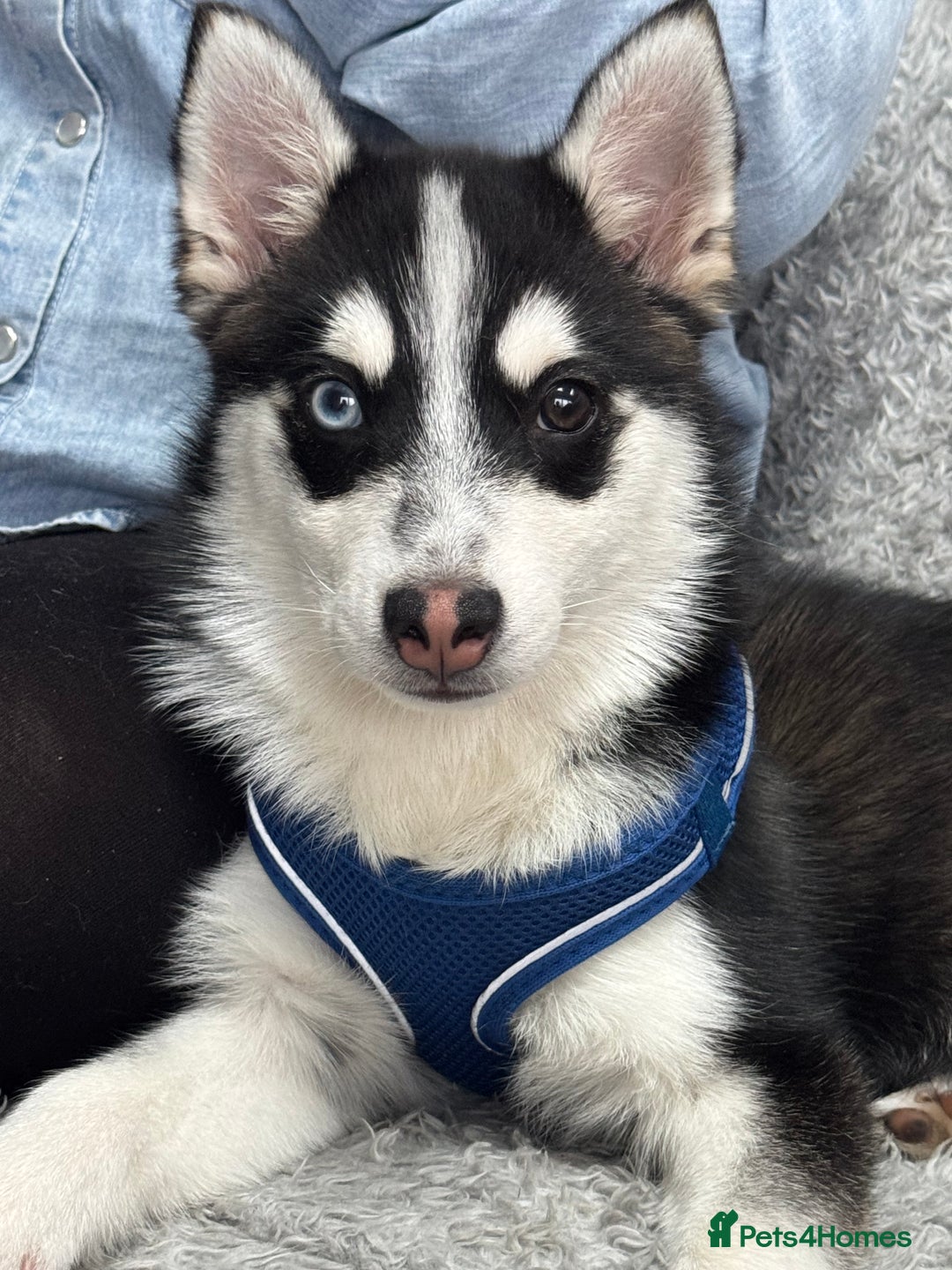 Pomsky dogs for stud: Pomsky Stud Available - NorthWest - Image 5