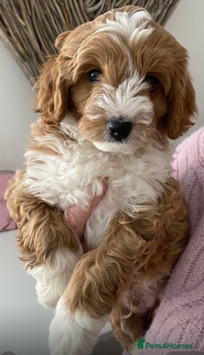 Gallery Image {{count}}