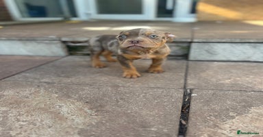 American Bully dogs - Advert 1