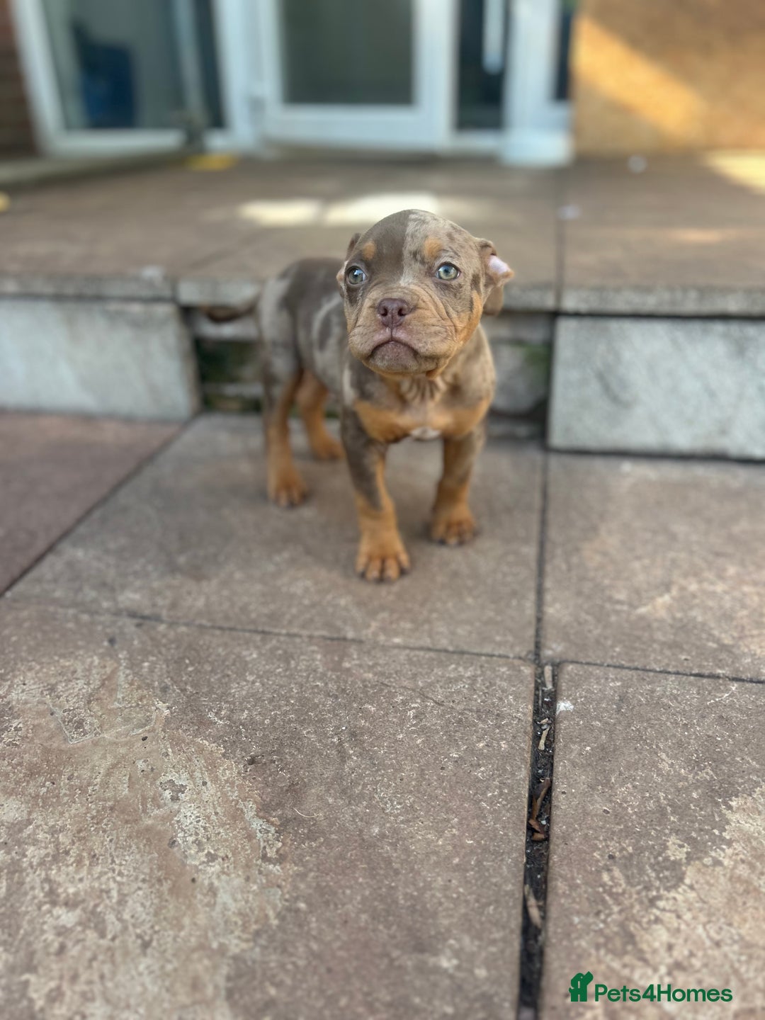 American Bully dogs for sale: 🚨🚨 chocolate tri merls 🚨🚨 - Image 3