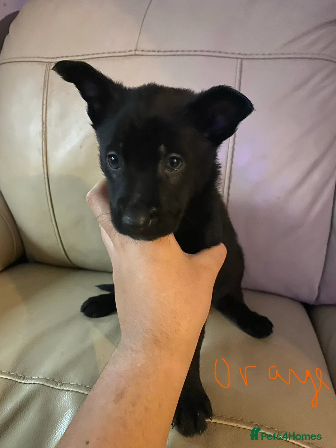 Belgian Shepherd Dog dogs for sale: Belgian Malinois Puppie’s ! - Advert 15