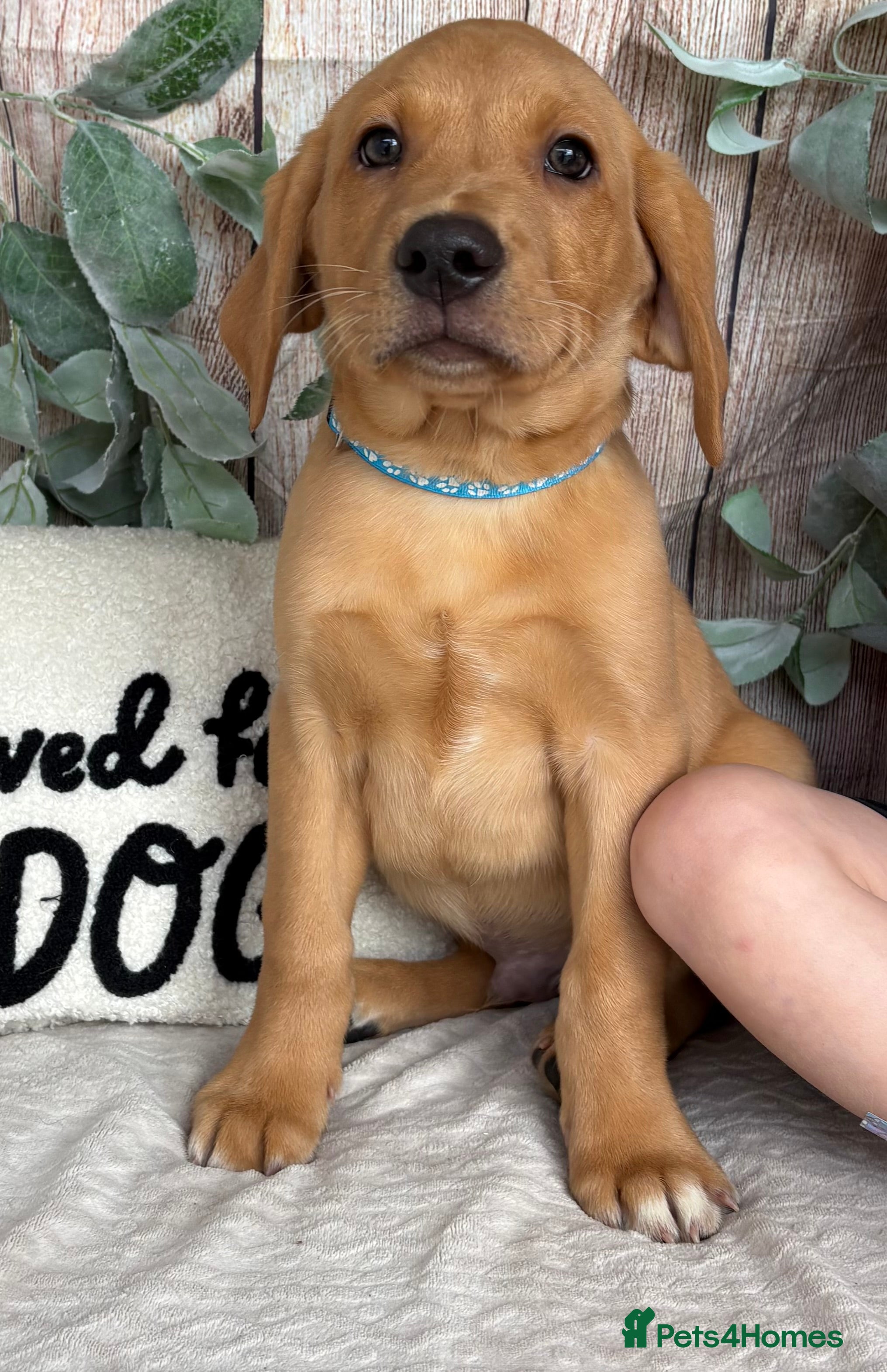 Labrador Retriever dogs Very Chunky Labradors Ready Now  - Advert 2