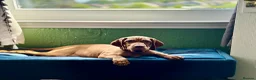 Hungarian Vizsla dogs for sale: KC Registered Vizsla Boy-Family Pet-J-2026-Litter - Advert 3