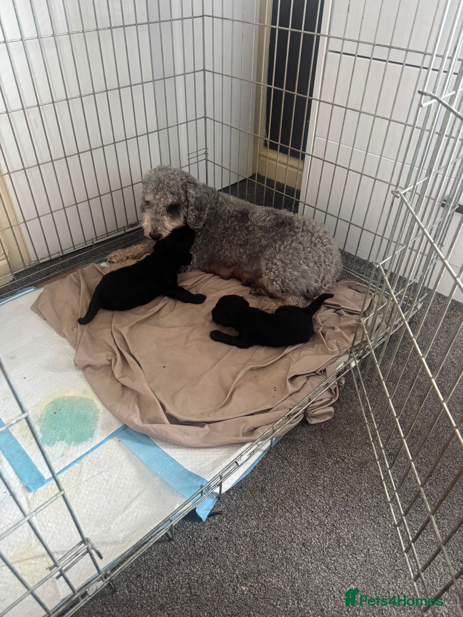 Bedlington Terrier dogs Bedlington terrier - Advert 2