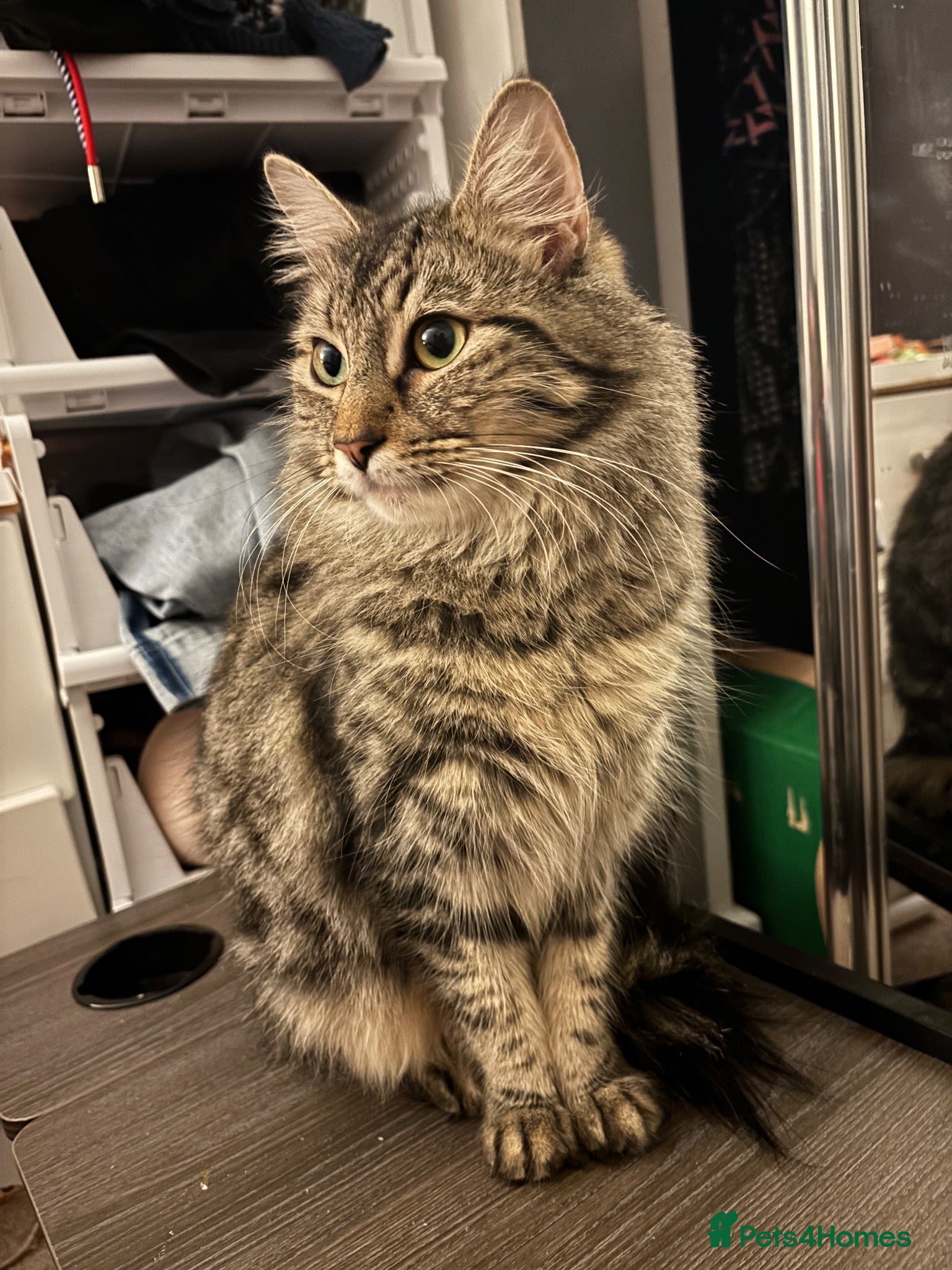 Mixed Breed cats Adorable Bengal x Shorthair Kittens - Advert 1