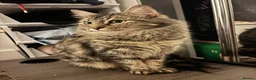 Mixed Breed cats for sale: Adorable Bengal x Shorthair Kittens - Advert 1