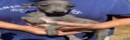 Whippet dogs for sale: Beautiful blue/brindle Whippets  - Advert 4