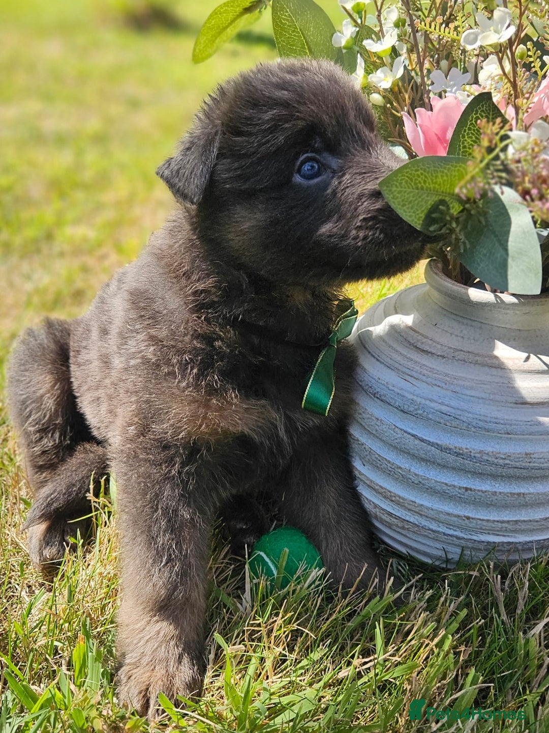 German Shepherd dogs for sale: Long haired straight backed German Shepherd pups. - Image 10