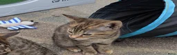 Bengal cats for sale: 😻😻 Beautiful Bengal Cross Kittens For Sale 😻😻 - Advert 11