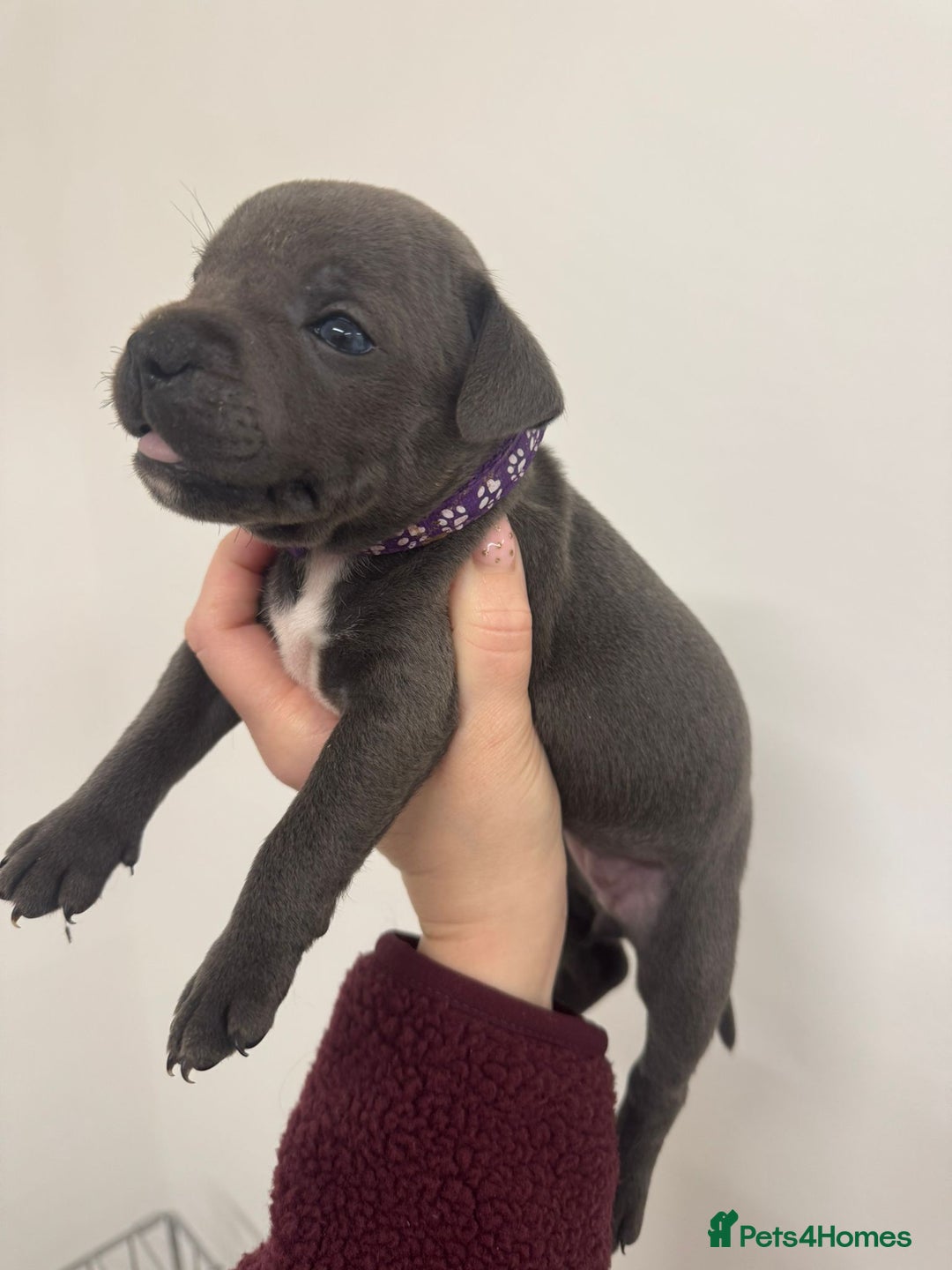 Staffordshire Bull Terrier dogs for sale:  KC Registered Staffordshire Bull Terrier Puppies - Advert 5