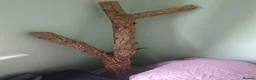 Python Snake reptiles for sale: 5 foot tank for sale  - Advert 7