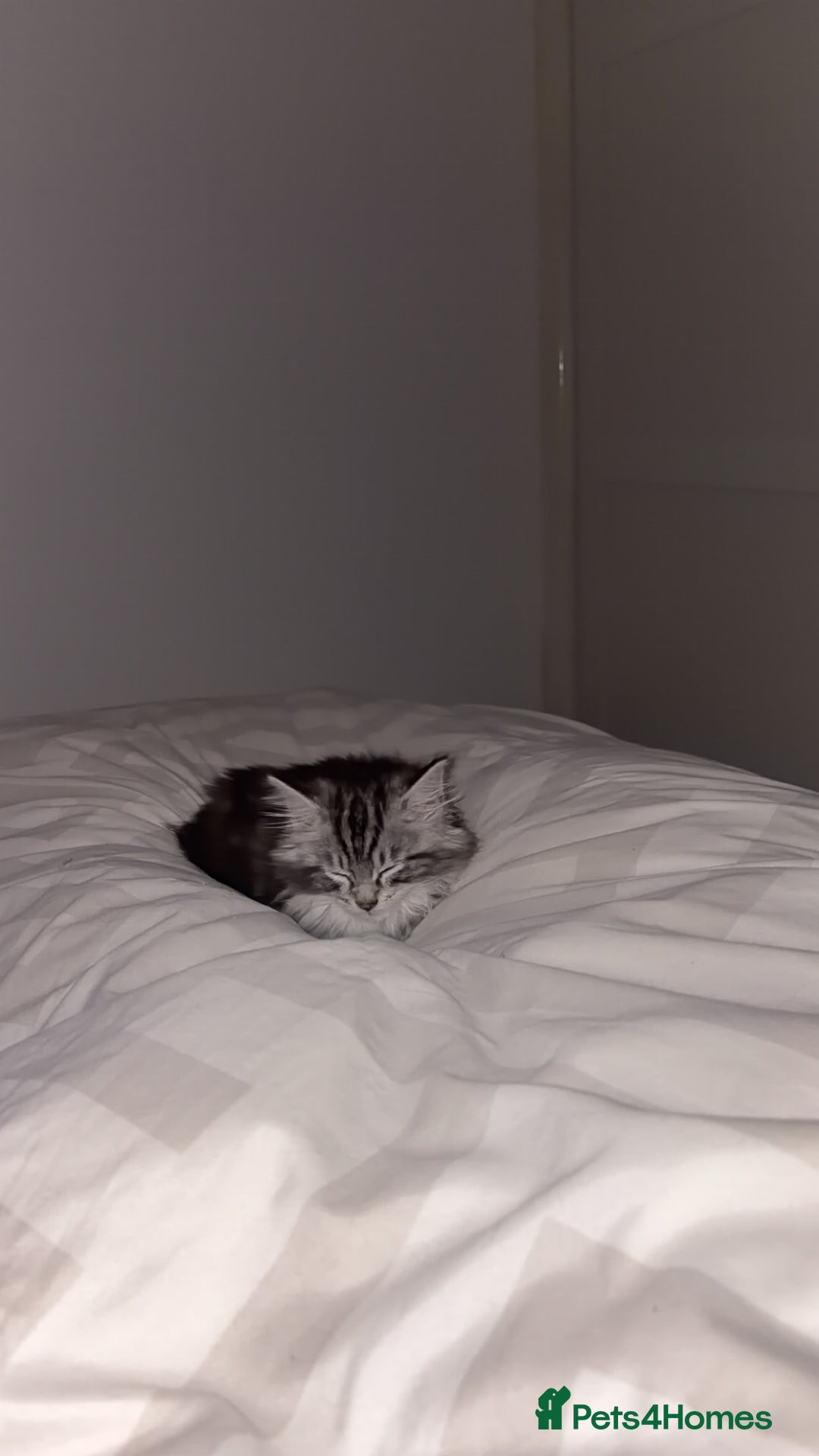 Mixed Breed cats for sale: Beautiful kitten maine coon mixed  - Advert 4