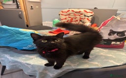 British Longhair cats for sale: Female black and white long haired kitten  - Image 3