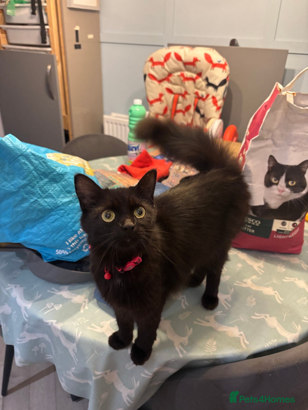British Longhair cats for sale: Female black and white long haired kitten  - Image 3