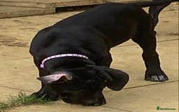 Cane Corso dogs for sale: Big Pure Cane Corso Puppies Ready Now!  - Image 10