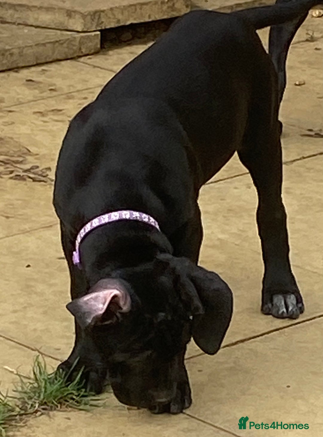 Cane Corso dogs for sale: Big Pure Cane Corso Puppies Ready Now!  - Image 10