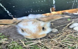 Lionhead rabbits for sale: 5 bunny’s looking for their forever home - Image 7