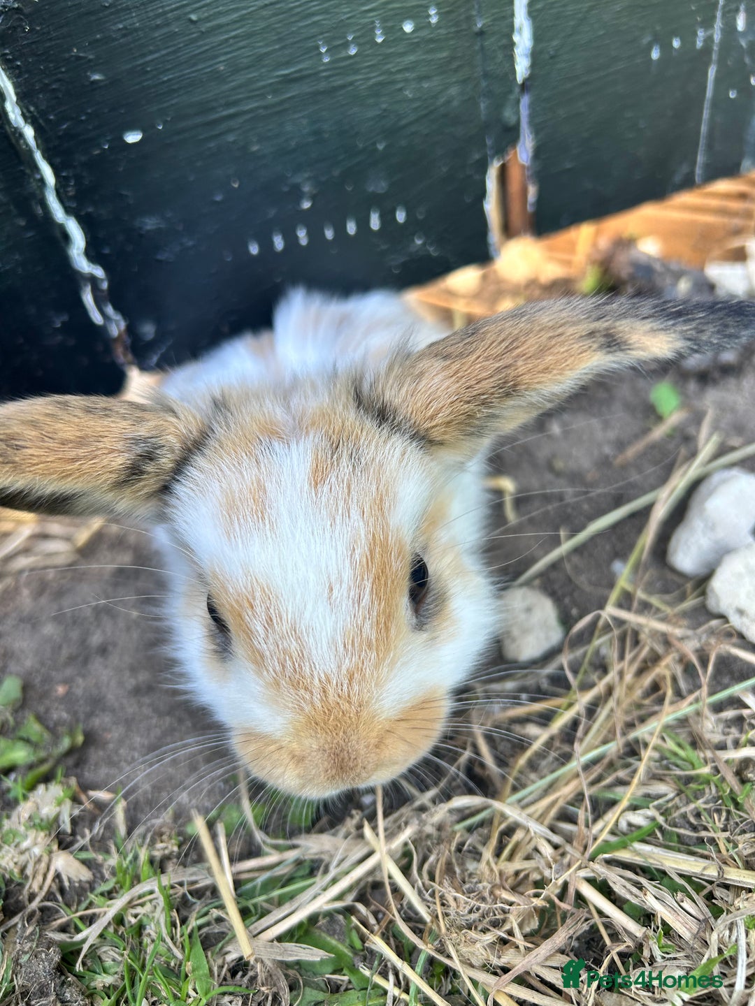 Lionhead rabbits for sale: 5 bunny’s looking for their forever home - Image 7