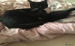Mixed Breed cats for sale: Tilly’s babies  - Image 5