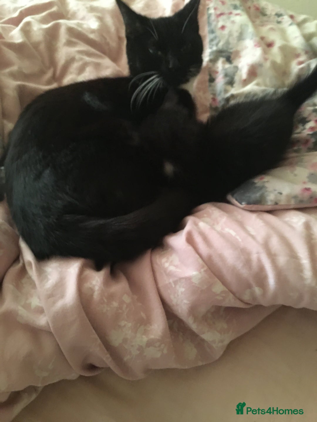 Mixed Breed cats for sale: Tilly’s babies  - Image 5
