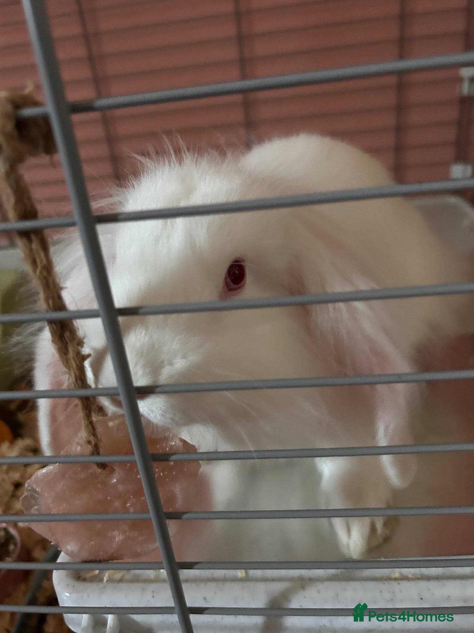 Lionhead rabbits Female mixed breed, continental giant and lionhead - Advert 1
