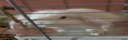 Lionhead rabbits for sale: Female mixed breed, continental giant and lionhead - Advert 1