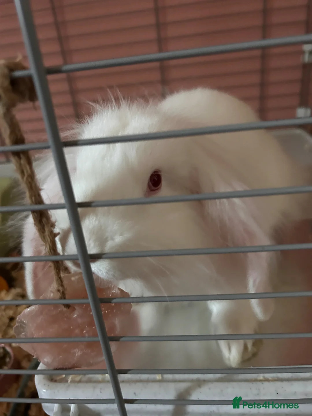 Lionhead rabbits for sale: Female mixed breed, continental giant and lionhead - Advert 1
