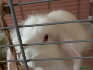 Lionhead rabbits Female mixed breed, continental giant and lionhead - Advert 2