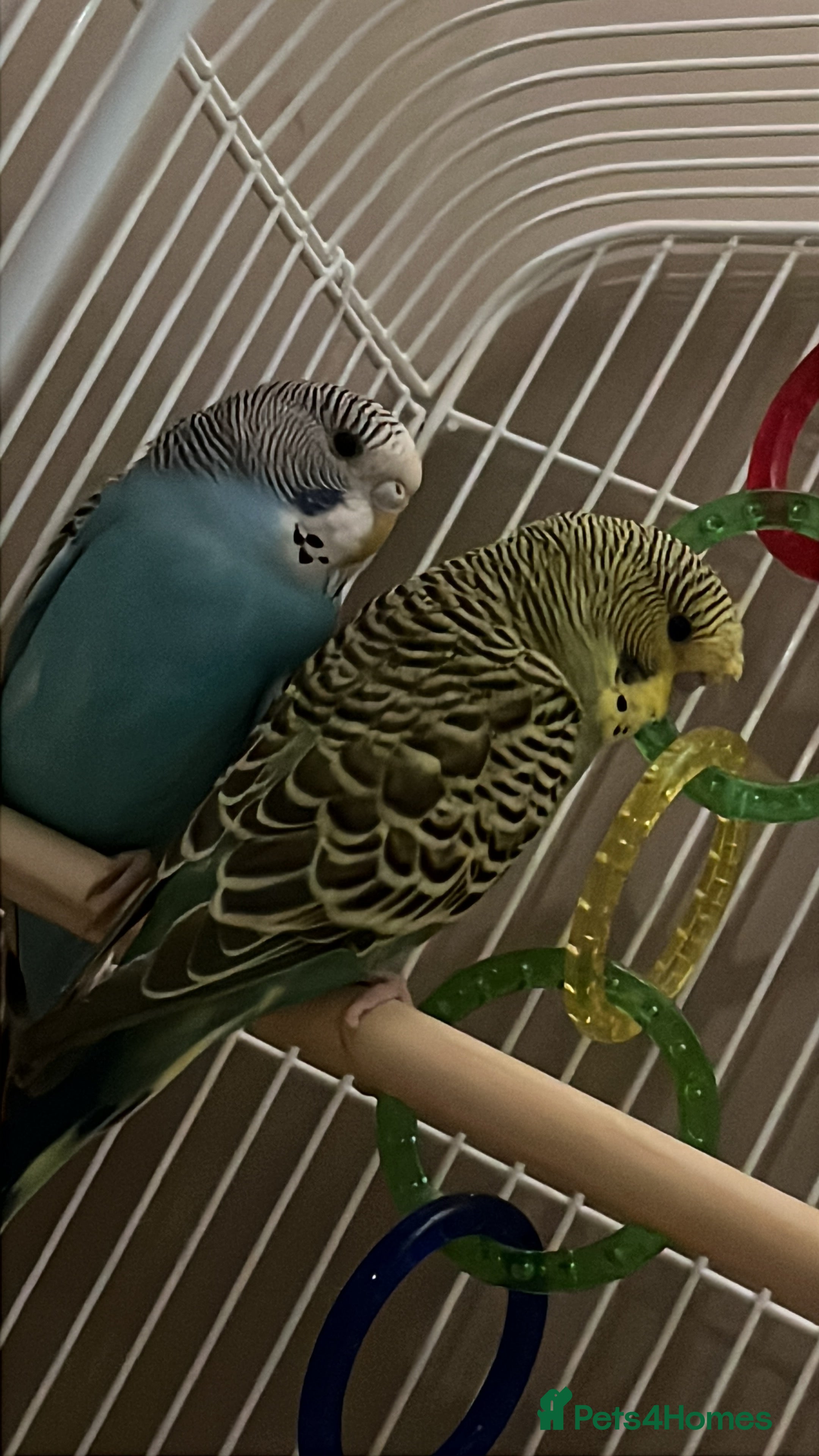Budgerigars birds Budgies for sale  in Pudsey - Advert 6