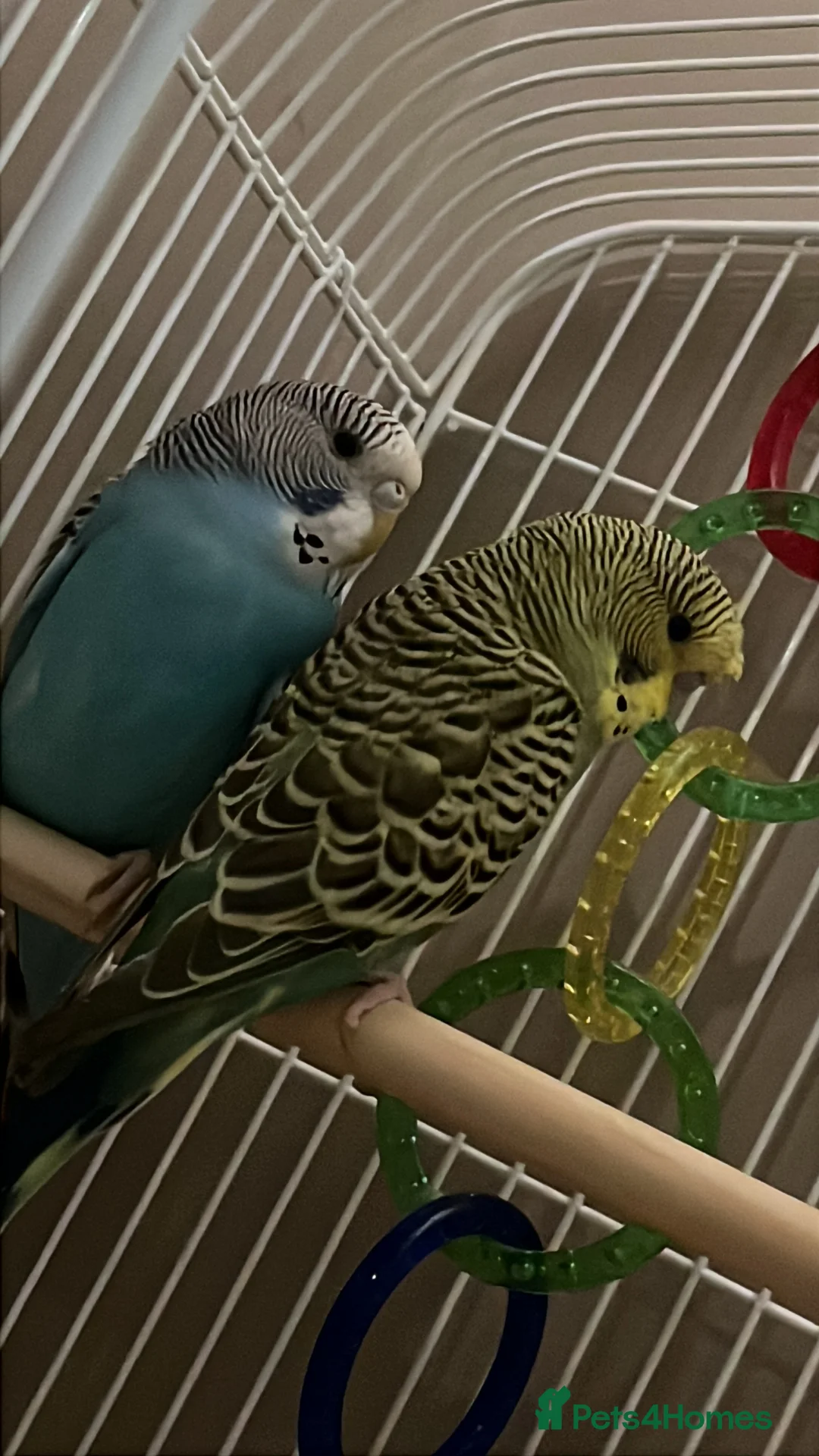 Budgerigars birds for sale: Budgies for sale  in Pudsey - Advert 1