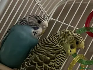 Budgerigars birds Budgies for sale in Pudsey - Advert 6