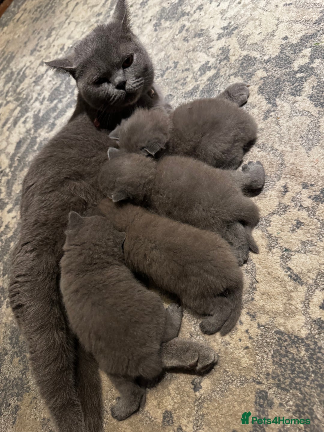 British Shorthair cats for sale: Gorgeous Scottish Fold male, 1.5y old - Advert 10