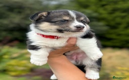Welsh Corgi Pembroke dogs for sale: Champion bloodline KC reg. Pembrokes - Image 10