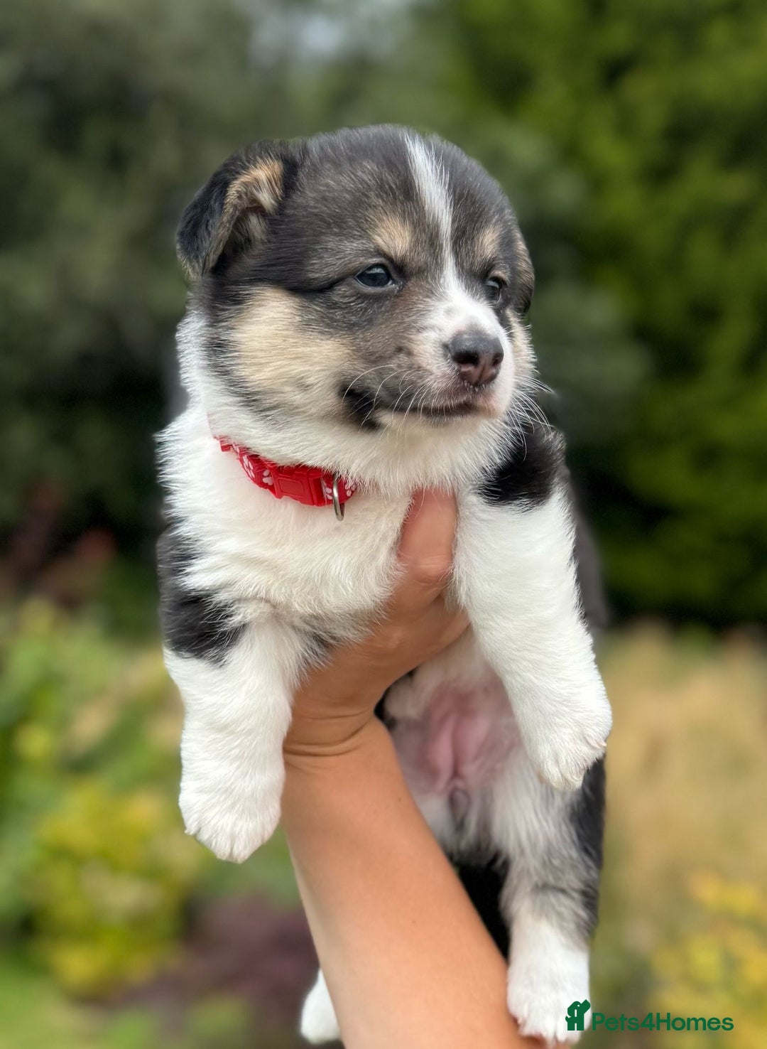 Welsh Corgi Pembroke dogs for sale: Champion bloodline KC reg. Pembrokes - Image 10