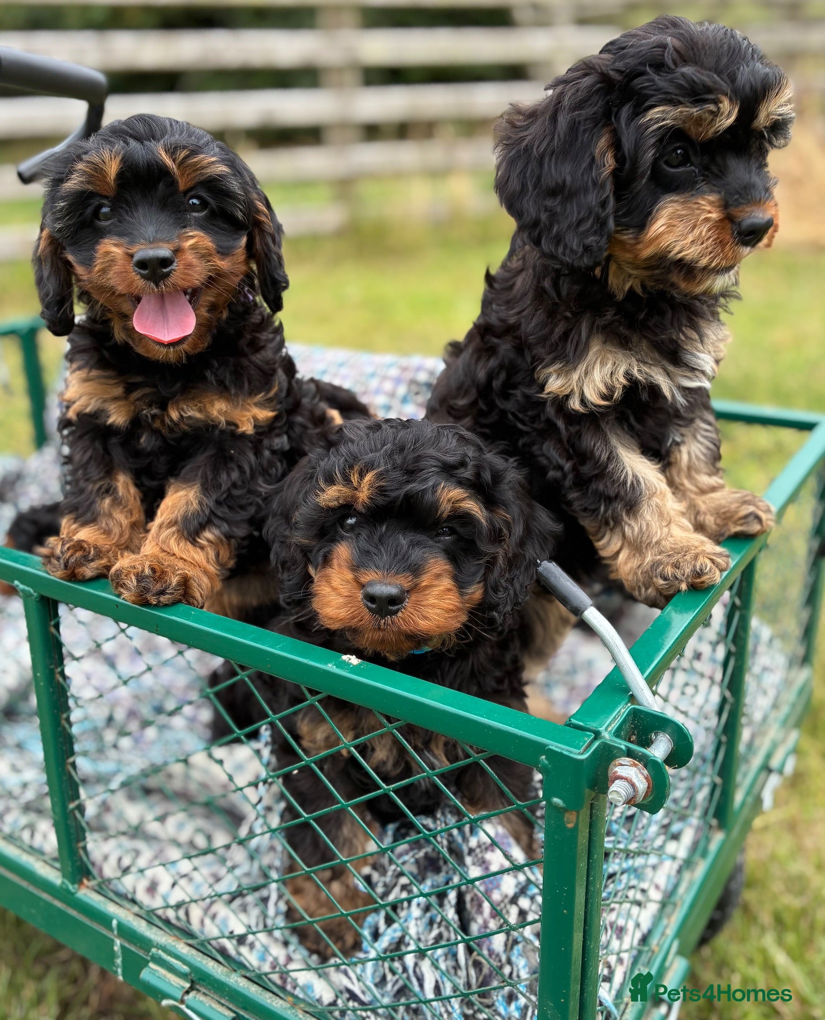 Cavapoo dogs Black and Tan Cavapoos - Advert 1