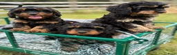 Cavapoo dogs for sale: Black and Tan Cavapoos - Advert 1
