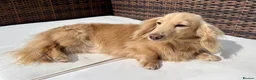 Miniature Dachshund dogs for stud: KC Reg Longhair Dachshunds For Stud - Advert 2