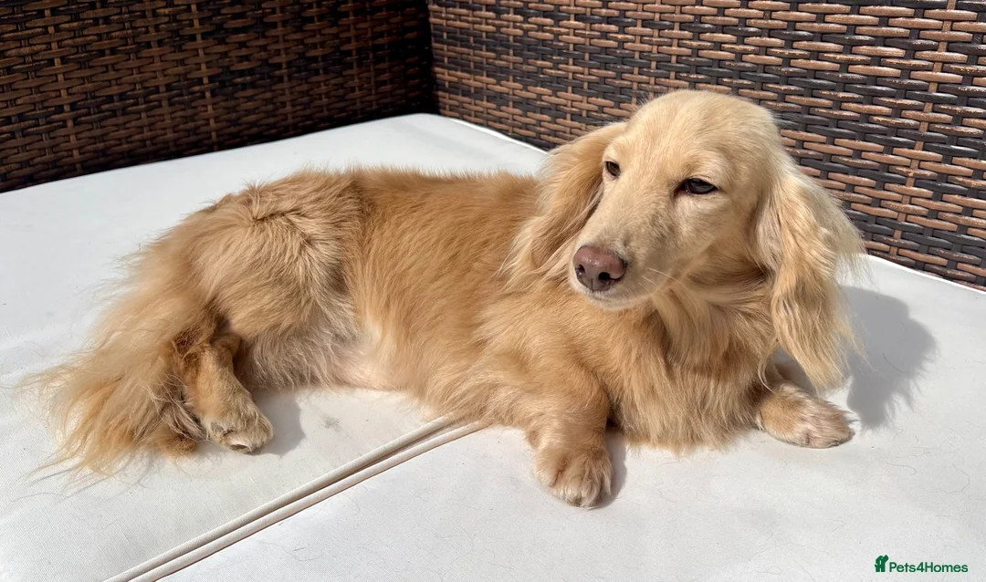 Miniature Dachshund dogs for stud: KC Reg Longhair Dachshunds For Stud - Advert 2