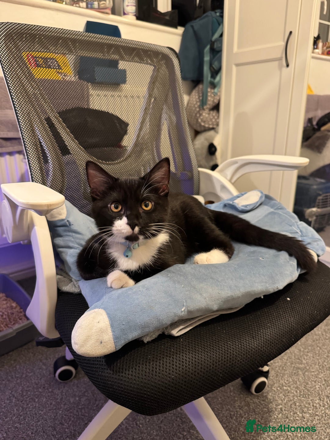 Domestic Shorthair cats for sale: Kitten for sale - Advert 3