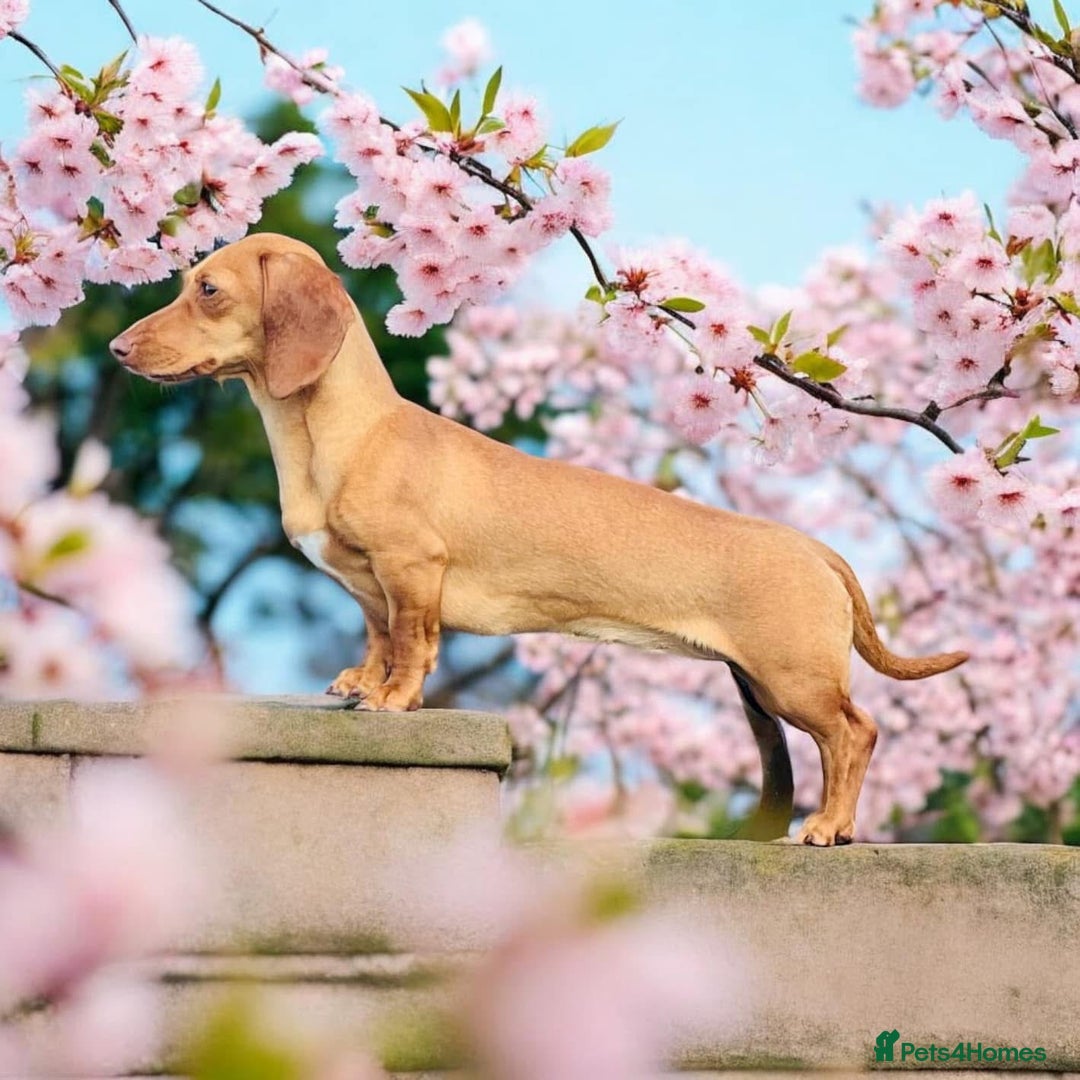 Miniature Dachshund dogs for sale: KC Miniature Dachshund - Image 7