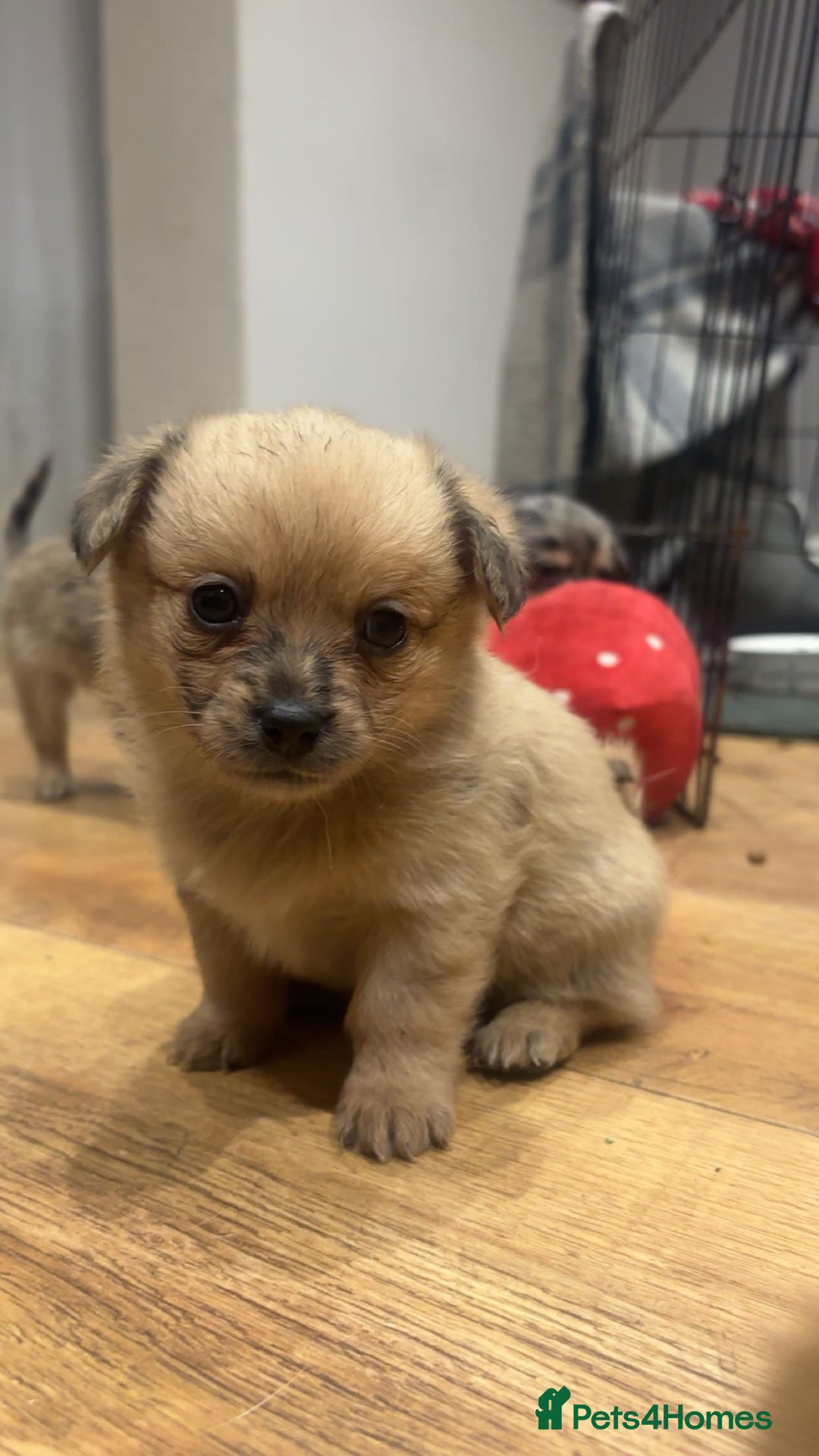 Chihuahua dogs for sale: MERLE CHIHUAHUAS 🐶 2 BOYS 1 GIRL STILL AVAILABLE - Advert 27