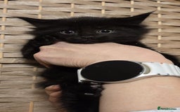 Maine Coon cats for sale: Beautiful Mainecoon kittens  - Advert 5