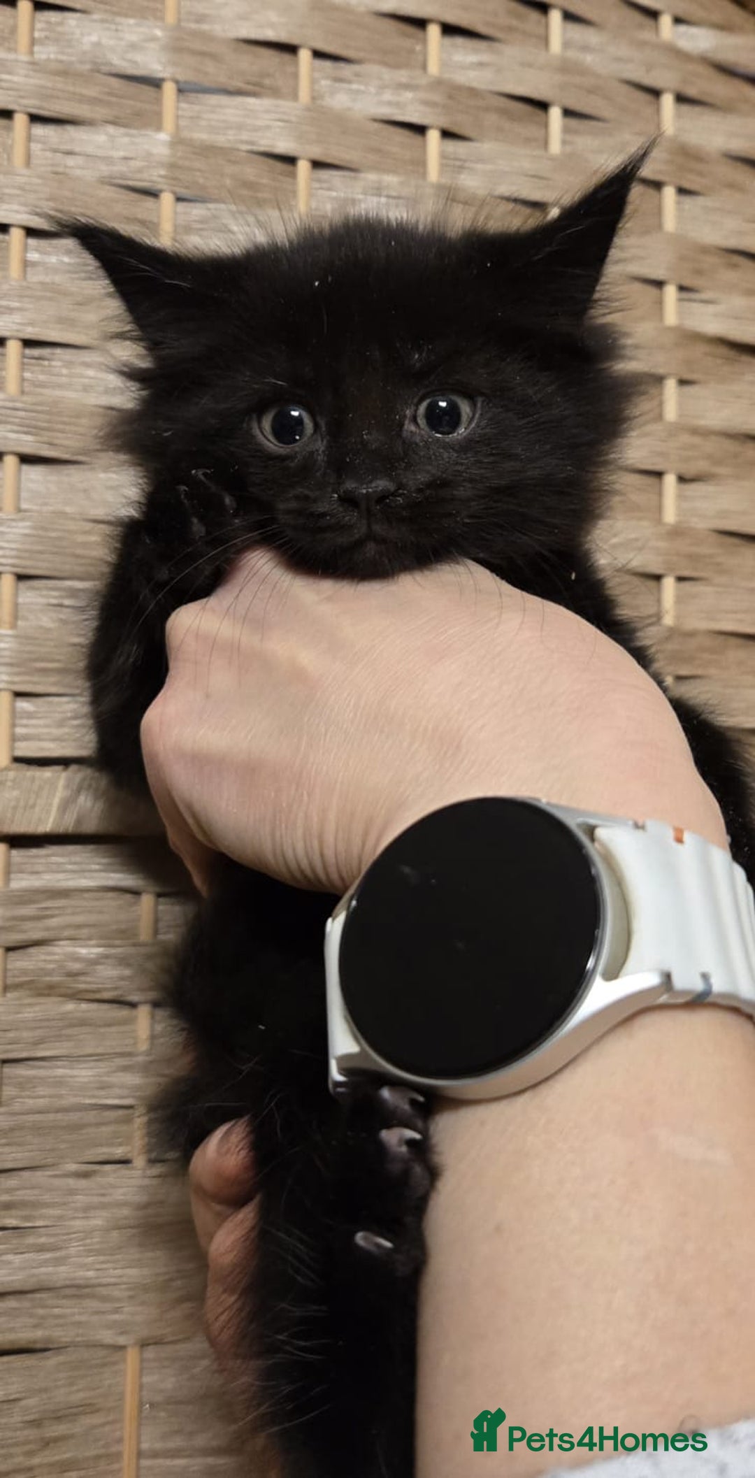 Maine Coon cats for sale: Beautiful Mainecoon kittens  - Advert 5