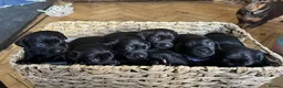 Mixed Breed dogs for sale: Breaking News: The impossible has happened. - Advert 12