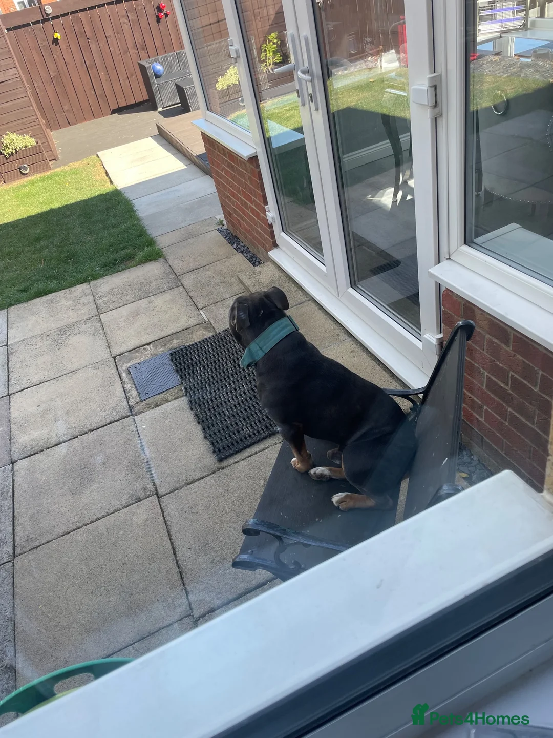 Old Tyme Bulldog dogs for sale: Old tyme bulldogge in Seaham - Advert 5