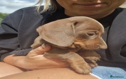 Dachshund dogs for sale: KC reg. Show Quality Standard Dachshund Girl in Ware - Image 23