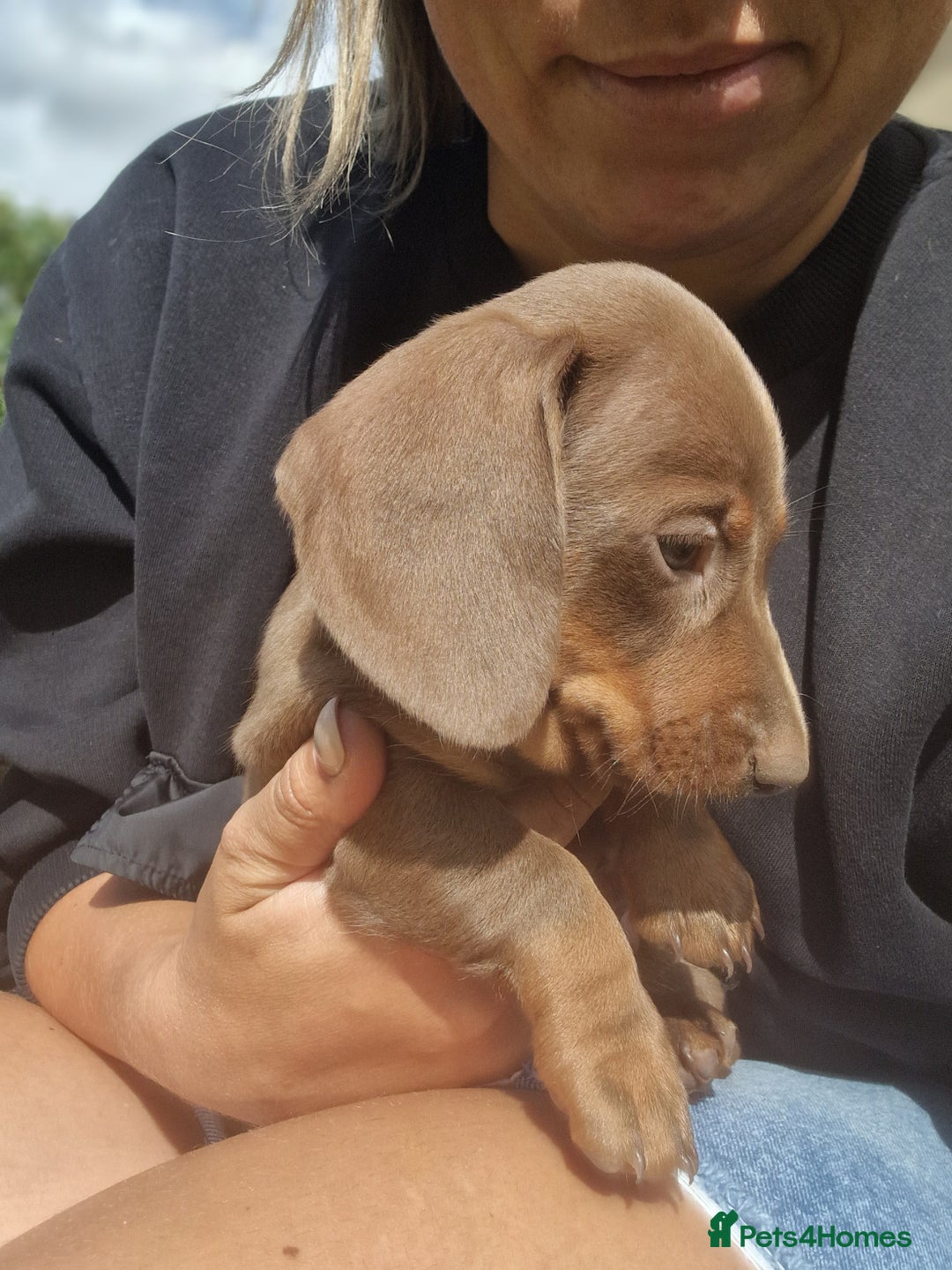 Dachshund dogs for sale: KC reg. Show Quality Standard Dachshund Girl in Ware - Image 23
