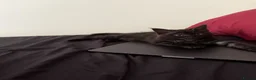 Maine Coon cats for sale: Beautiful Black Smoke Female Kitten - Advert 5