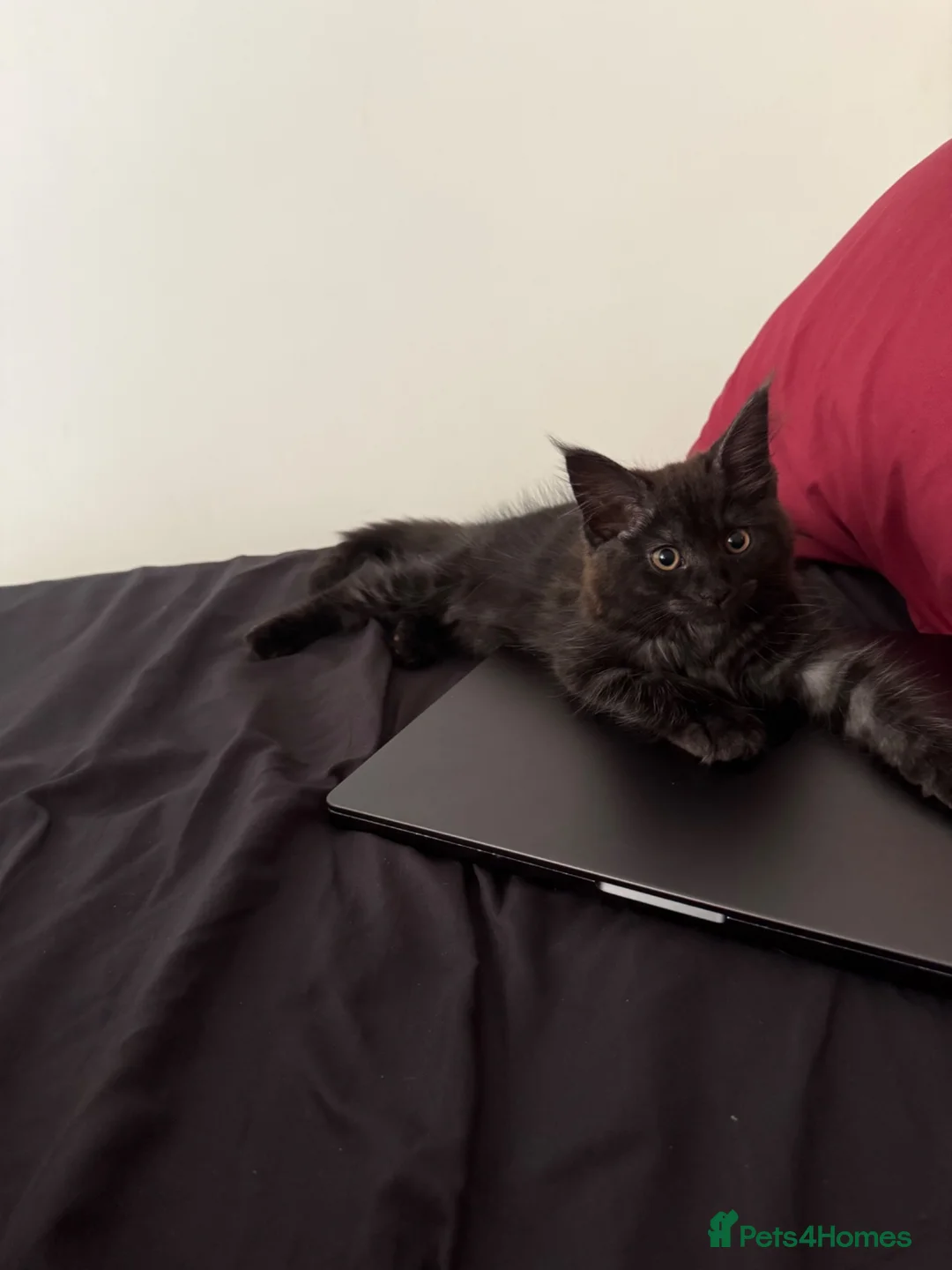 Maine Coon cats for sale: Beautiful Black Smoke Female Kitten - Advert 5
