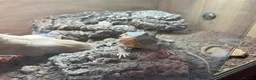 Bearded Dragon reptiles for sale: Bearded Dragon with full vivarium setup in Hitchin - Advert 3